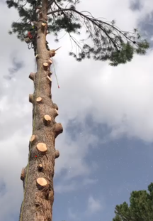 TALA Y PODA EN ALTURA Guipúzkoa, Arboricultura